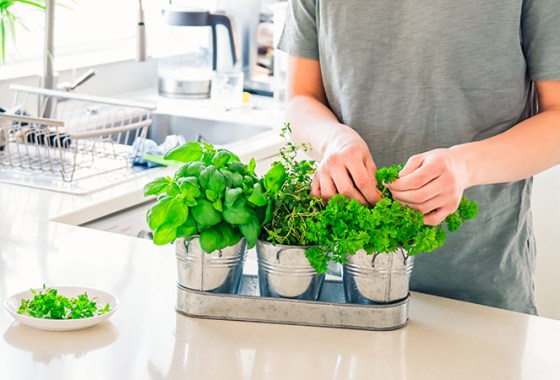 Best Indoor Garden Kits