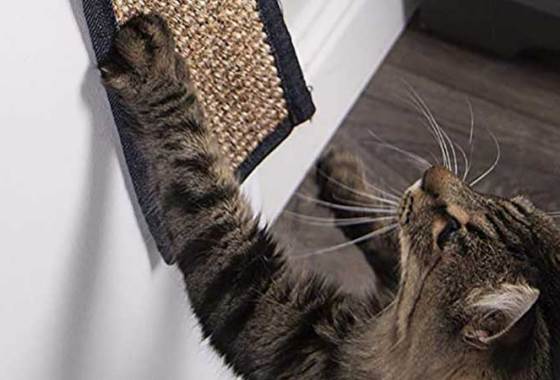 Best Hanging Cat Scratchers