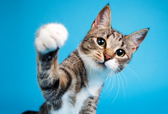 The best products to spoil your cat on National Pet Day