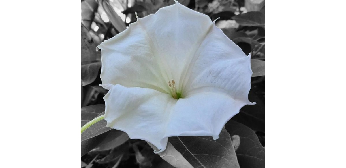 Moonflower Plant