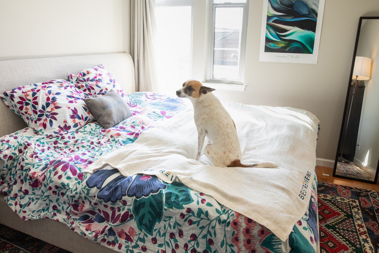 pillows and a dog on a bed