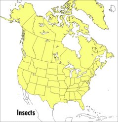 Peterson Field Guides A Field Guide to Insects: America North of Mexico