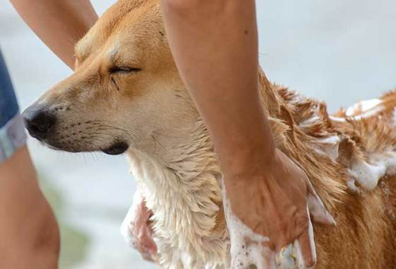 Best Oatmeal Dog Conditioners