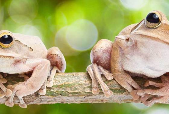 Best Frog & Newt Food