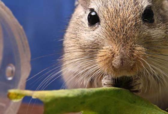 Best Hamster & Gerbil Food