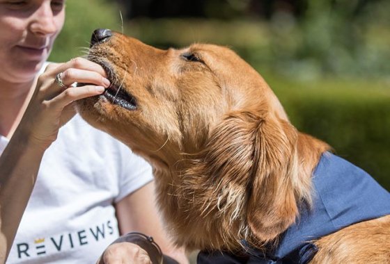 Best Dog Dental Chews