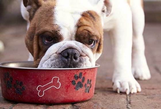 Best Organic Dog Food