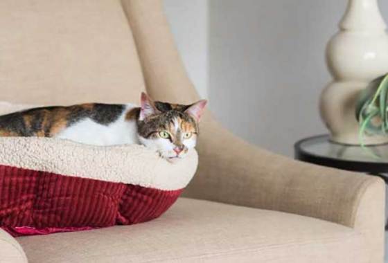 Best Heated Pet Beds