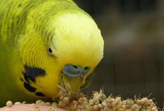 Best Pet Bird Treats