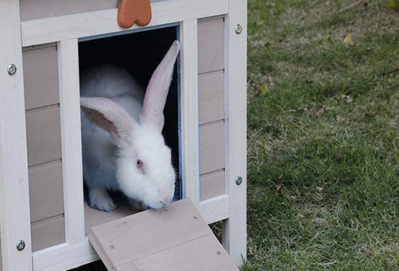 Best Small Animal Outdoor Pens and Hutches