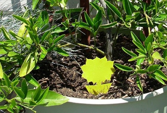 Best Fruit Fly Traps