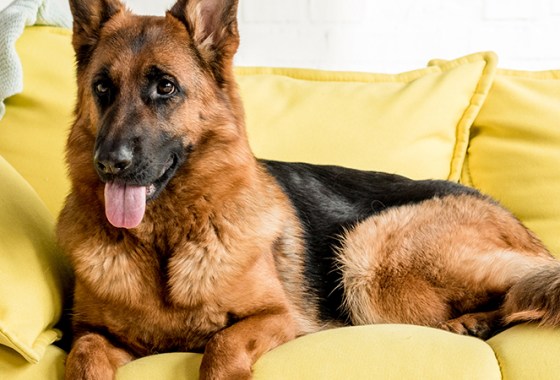 Best Dog Sofas