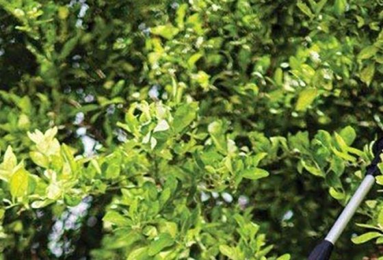 Best Remington Pole Saws