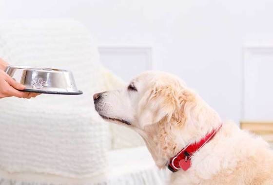 Best Frozen Dog Food