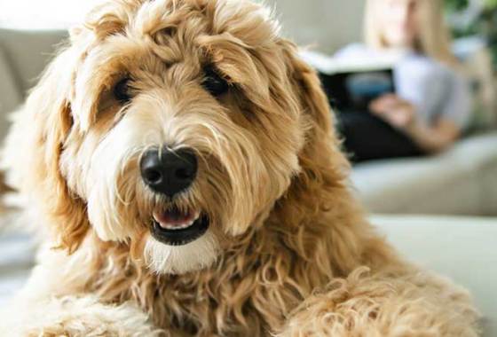 Best Pet Behavior & Anxiety Medications