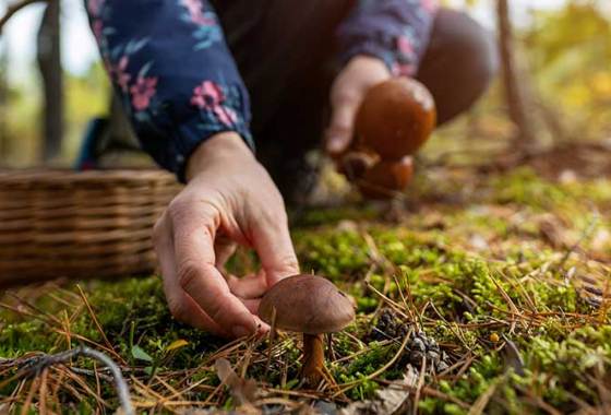 Best Wild Mushroom Field Guides