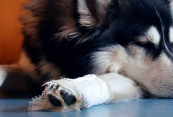 Best Animal Wound & Skin Treatments