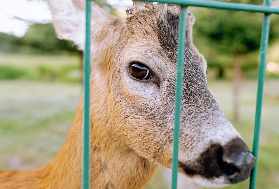 Best Deer Repellents