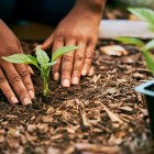 What to plant in September: Best vegetables and flowers to grow