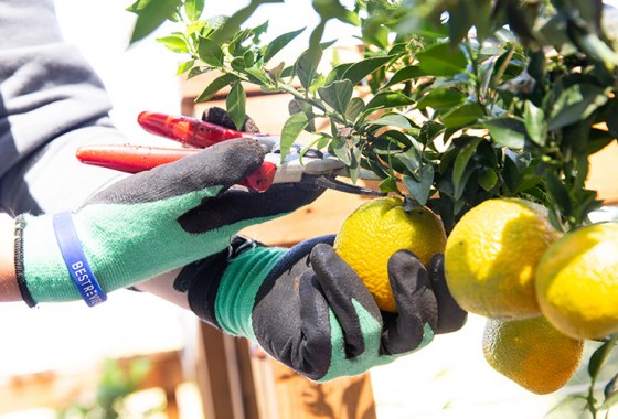 Which pruning shears should I buy?