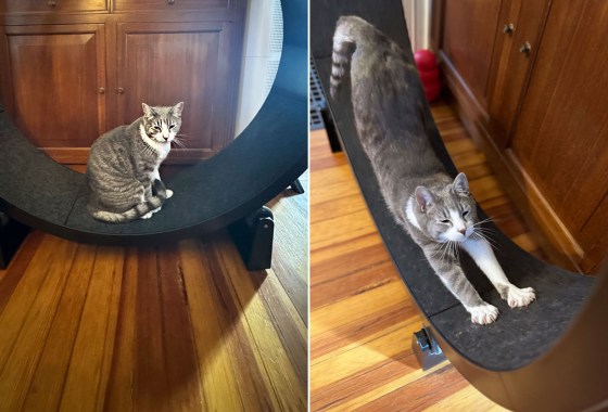 Is a cat exercise wheel worth buying?