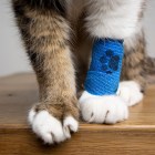 How much will pet insurance cost in 2026? A complete breakdown