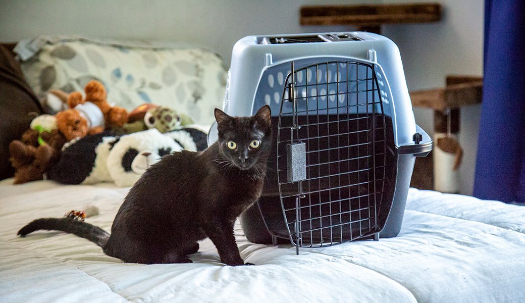 Top 5 Best Cat Carriers (We Tested Them All) 