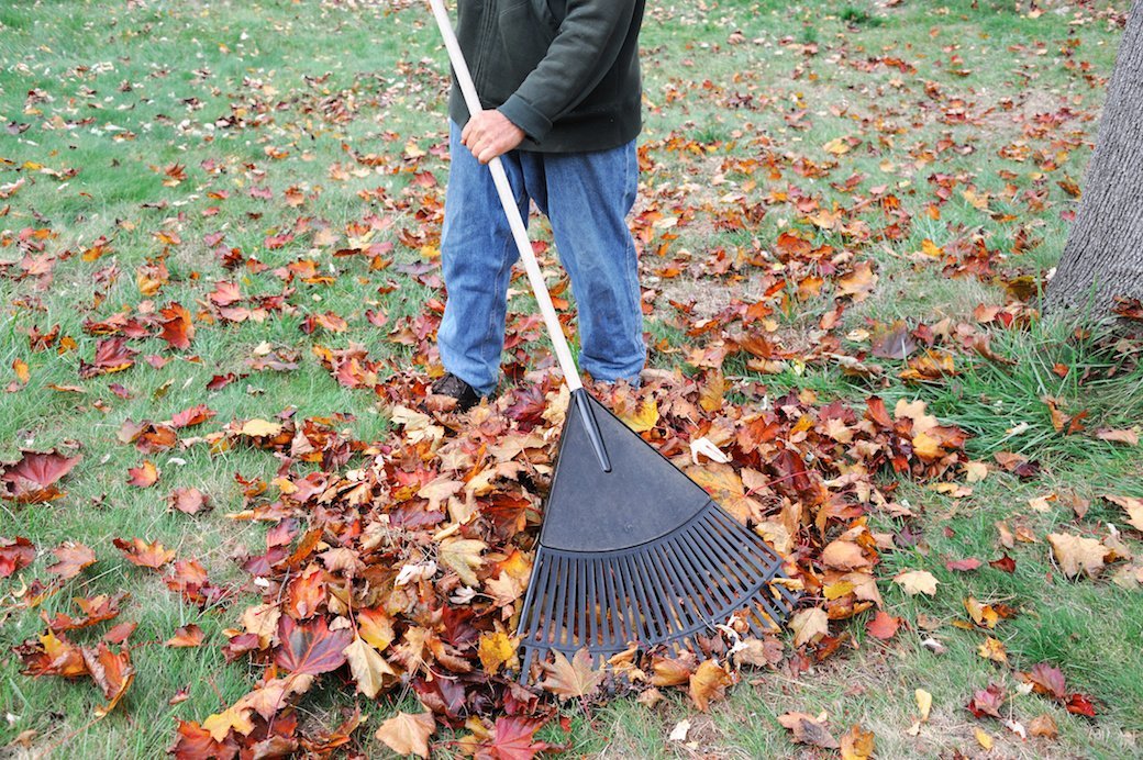 Rake leaves in the autumn. Rake the Yard. Rake leaves.