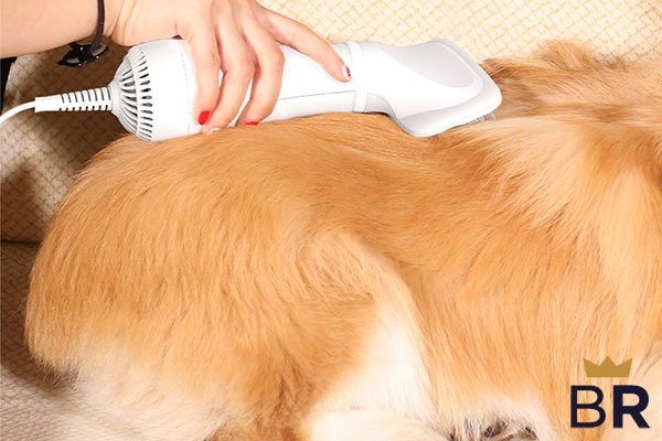 For all those wet whiskers and muddy paws – Doggy Dryer offers a