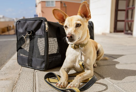 Best dog travel bag