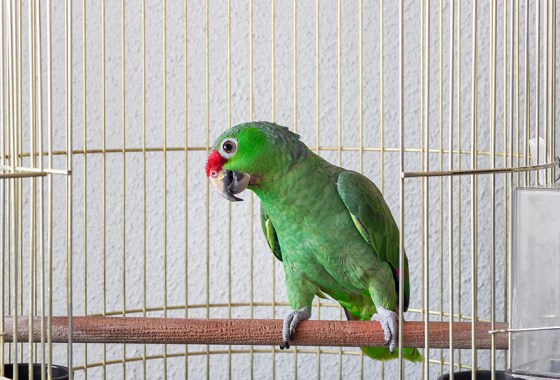 Best large birdcage