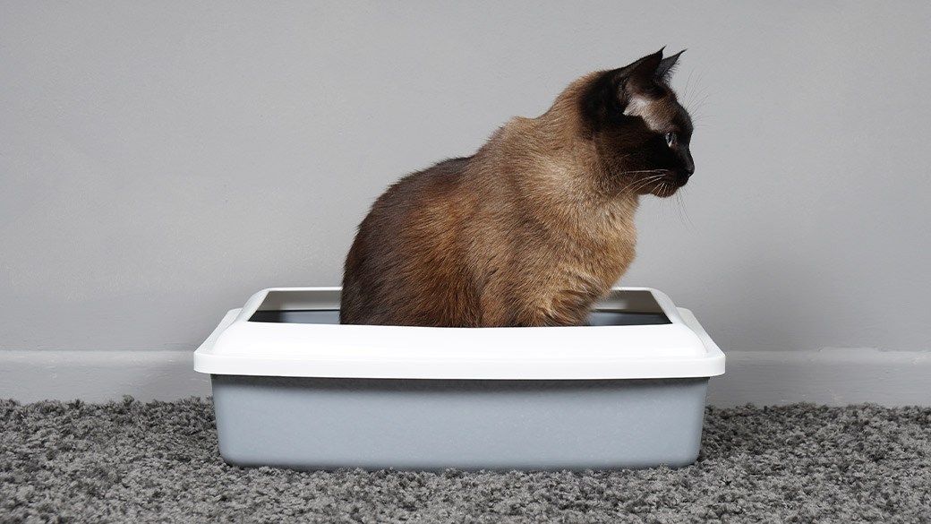 Best litter box liner