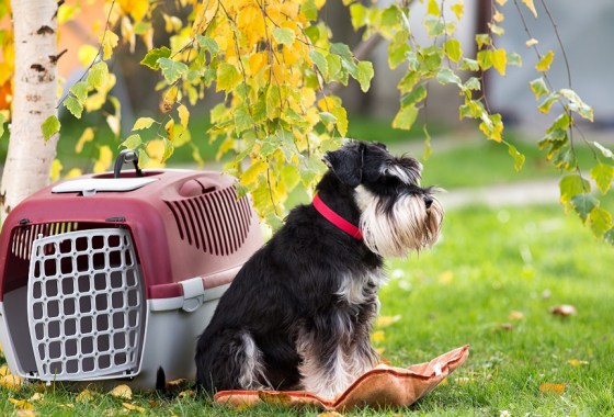 Most popular Chewy dog crate