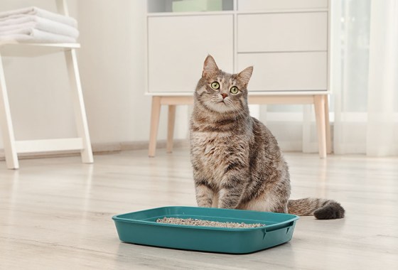 Best cat litter for odor