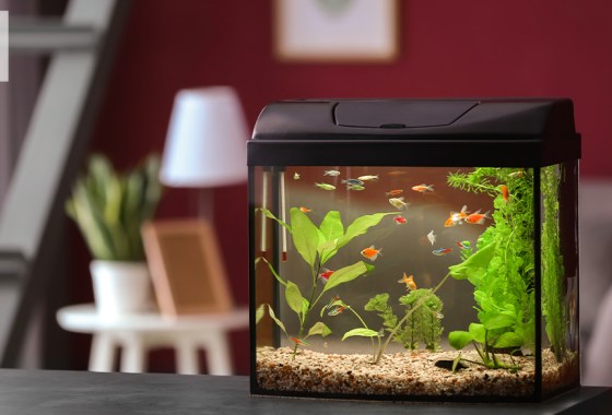 How to lower pH in an aquarium
