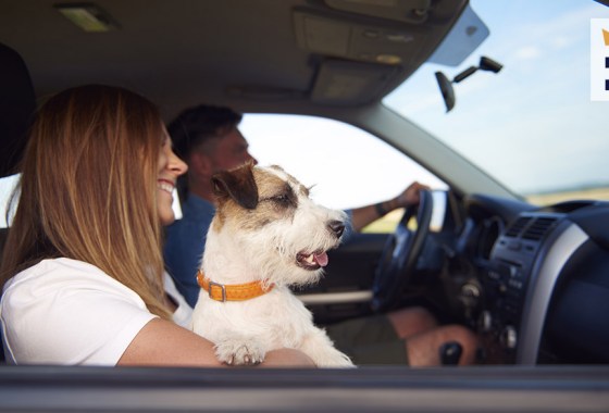Best travel accessory for dog owners