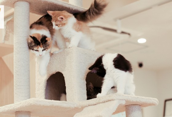 Best Chewy cat tower