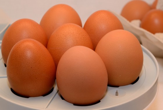 Best Dash egg cooker