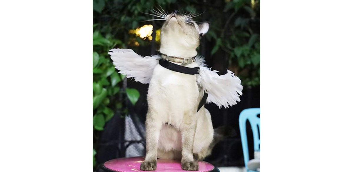 WeeH Pet Halloween Costume Cosplay Angel Devil