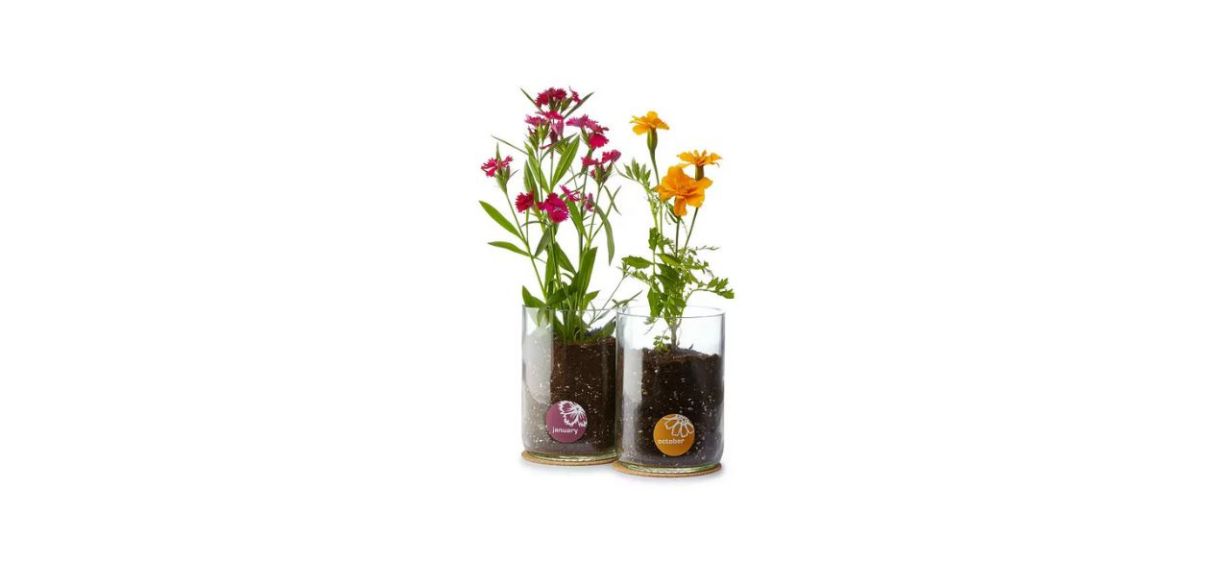 Birth Month Flower Grow Kit Birth Month Flower Grow Kit