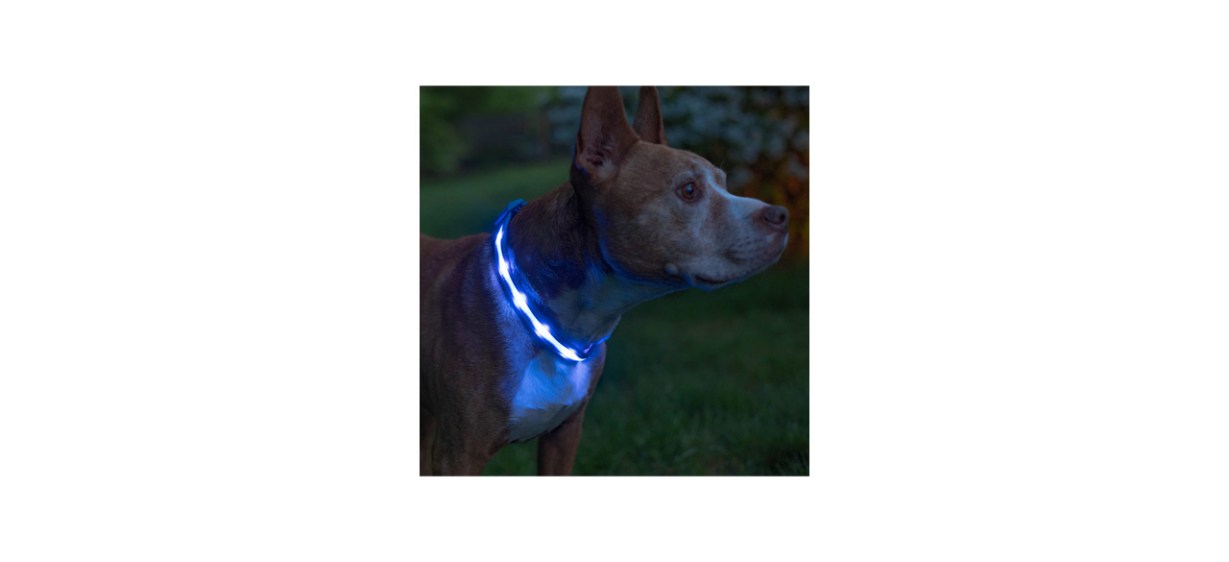 Best Blazin LED Dog Collar