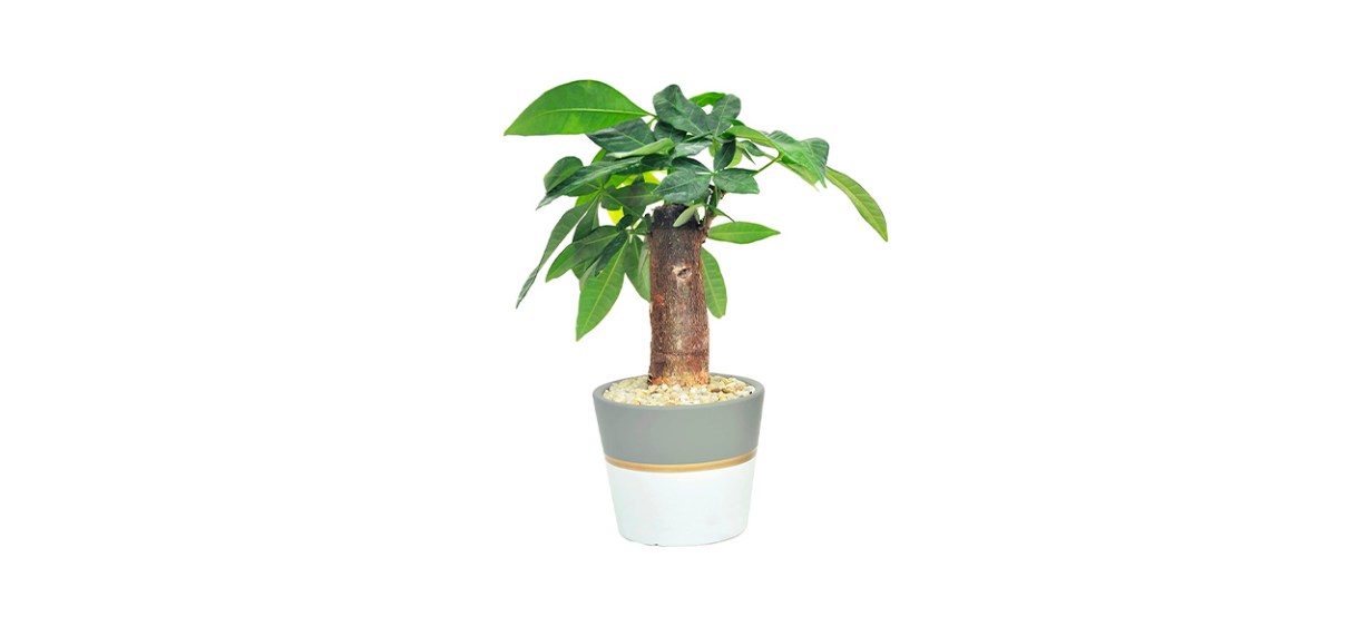 Best Costa Farms Money Tree