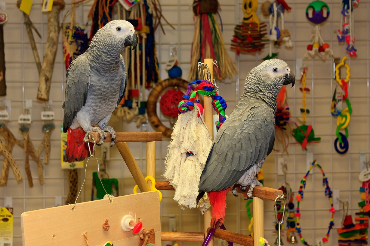 two birds with their toys