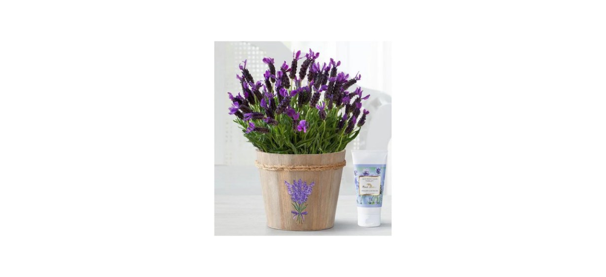 Lavender Plant