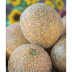 Burpee Ambrosia Cantaloupe Seeds