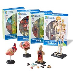 Learning Resources Anatomy Model Bundle