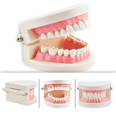 Pevor Dental Teeth Care Model