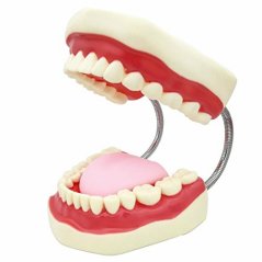 SMKF Large Dental Teeth Care Model