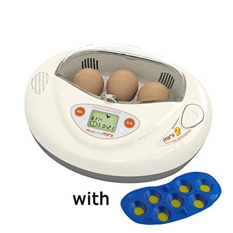 best egg incubator startup